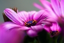 Purple staf