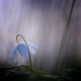 A Shy Flower